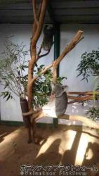 フェザーデイル動物園のコアラ ぼらぷらオーストラリア ボランティア