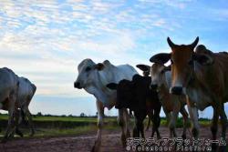 牛の散歩 ぼらぷらカンボジア 教育ボランティア