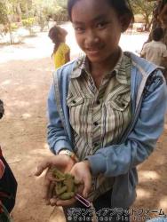 タマリンドの実。 ぼらぷらカンボジア 教育ボランティア