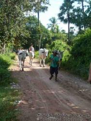 子供と牛 ぼらぷらカンボジア スタディツアー
