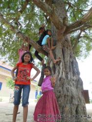 木登りできたよ！！！摂って撮って！！ ぼらぷらカンボジア 教育ボランティア