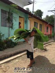 村の子どもがバナナの葉を運んでいます ぼらぷらセブ島　日韓比マングローブ植林ボランティア