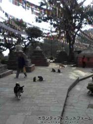スワヤンブナート寺院の犬猿 ぼらぷらネパール　スタディツアー