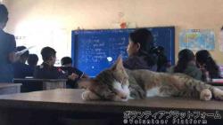 猫が教室に！？ ぼらぷらカンボジア 教育ボランティア