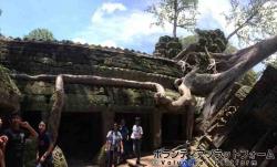 遺跡の上に木が生えちゃって重みで崩れそうなんだってさ ぼらぷらカンボジア 教育ボランティア