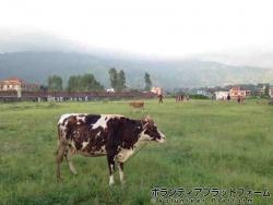 当たり前のように牛や犬が共存している ぼらぷらネパール　スタディツアー