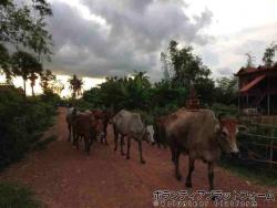 下校のときに一緒に帰った牛たち ぼらぷらカンボジア　スタディツアー × ボランティア