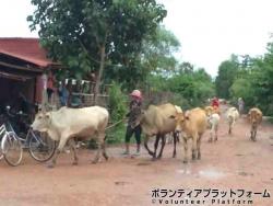 牛のお散歩 ぼらぷらカンボジア 教育ボランティア