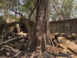 建物より強い木 ぼらぷらカンボジア 教育ボランティア
