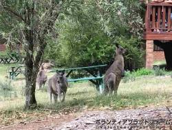 kangaroo  ぼらぷらオーストラリア ボランティア