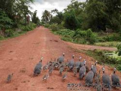 鳥の行進です ぼらぷらカンボジア 教育ボランティア