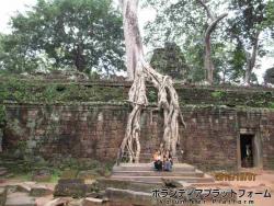 タ・プロムの巨木 ぼらぷらカンボジア 教育ボランティア