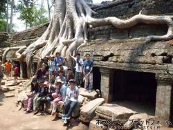 ガジュマルの樹が遺跡に絡みついてます！すごい！ ぼらぷらカンボジア　青年海外協力隊スタディツアー