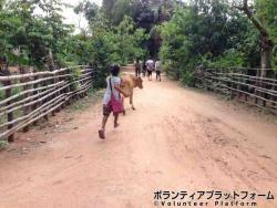 通学路。牛も一緒！ ぼらぷらカンボジア 教育ボランティア