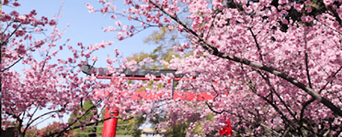 シドニー桜祭り